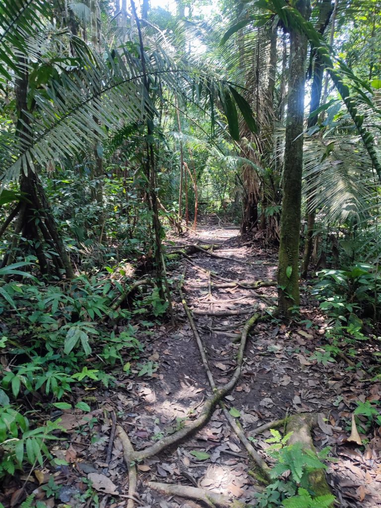 Lush rainforest path with tangled roots and thick tropical vegetation during a guided excursion connected with our agency’s Galápagos cruise
