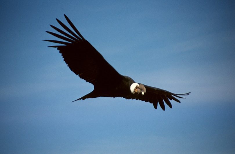 Genovesa Island: The Seabird Paradise on Galapagos Cruises