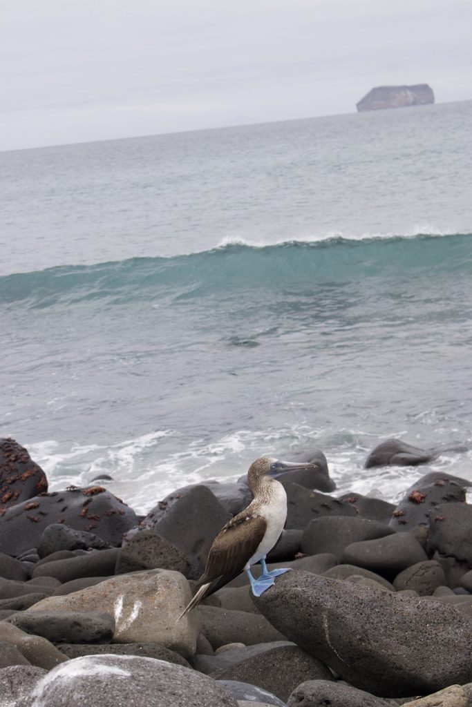 Blue-footed booby standing on volcanic shoreline rocks on North Seymour Island during a Galapagos Islands cruise with Cruises to Galapagos Islands in high and low seasons