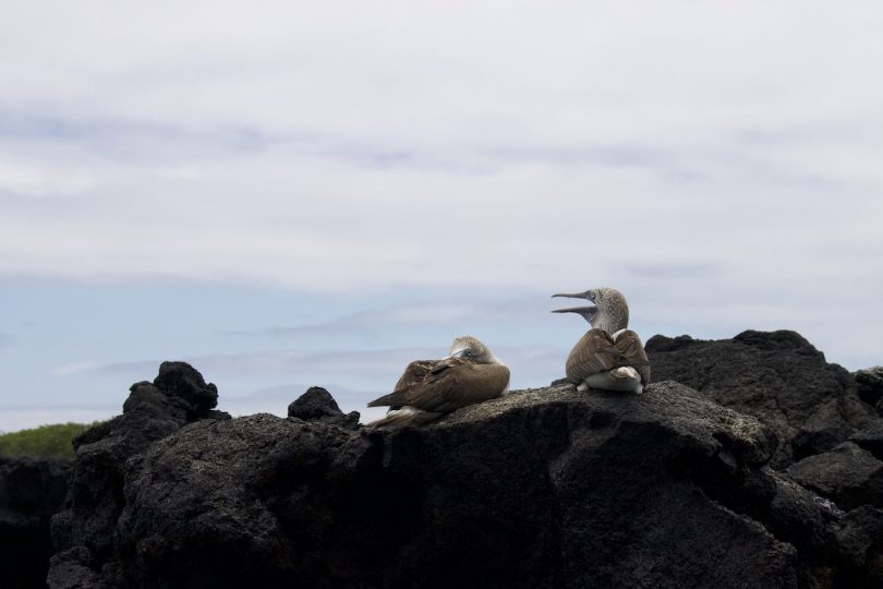 Galapagos Cruise vs Other Wildlife Cruises: Value Comparison