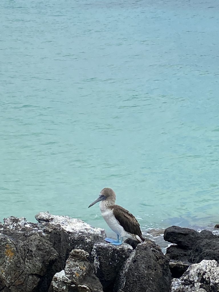 Best Galapagos Cruise for Photographers