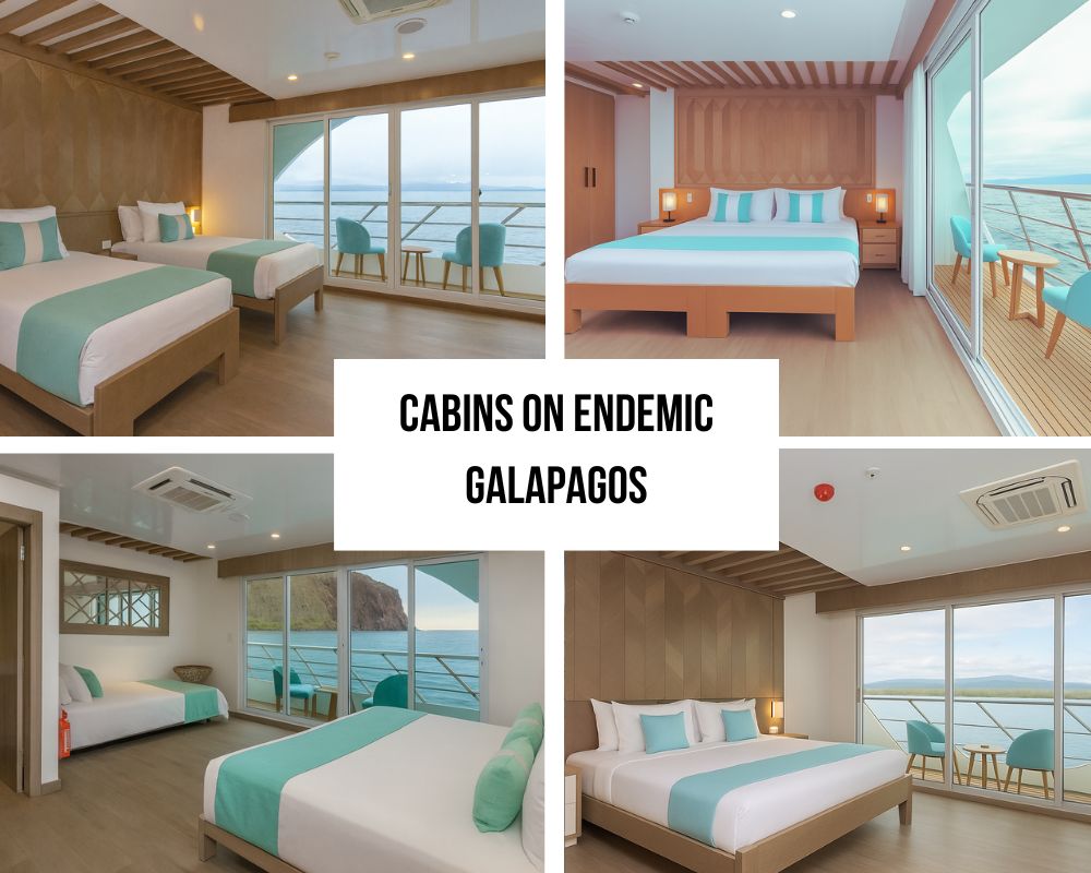 Modern Endemic Galápagos yacht cabins with floor-to-ceiling windows, comfortable bedding and sea views during our cruise tour