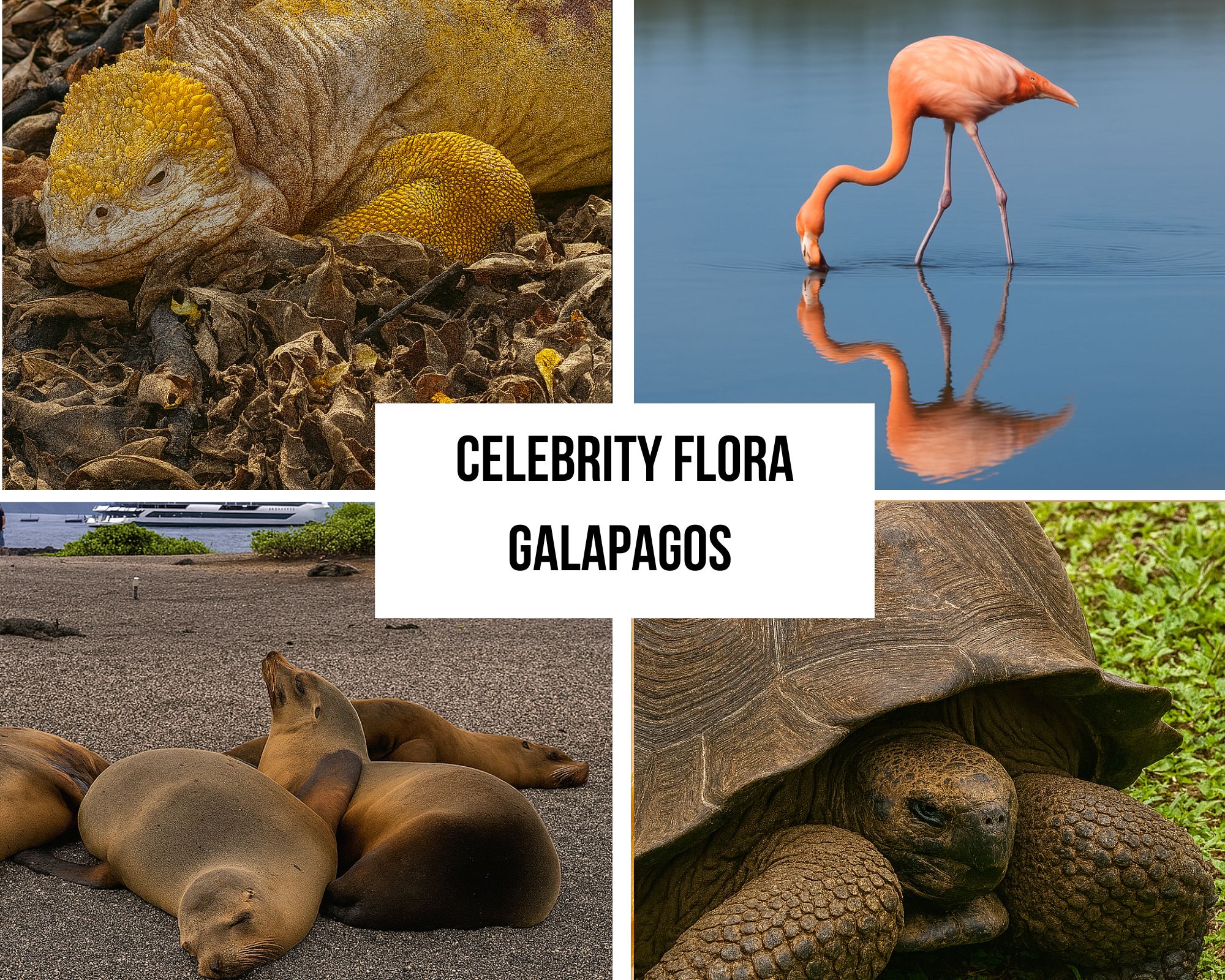 Dual-Itinerary Excellence on the Celebrity Flora Cruise