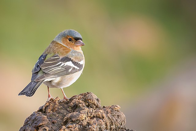 Darwin’s finch perched on a rocky surface during a Galápagos wildlife cruise with Cruises to Galapagos Islands