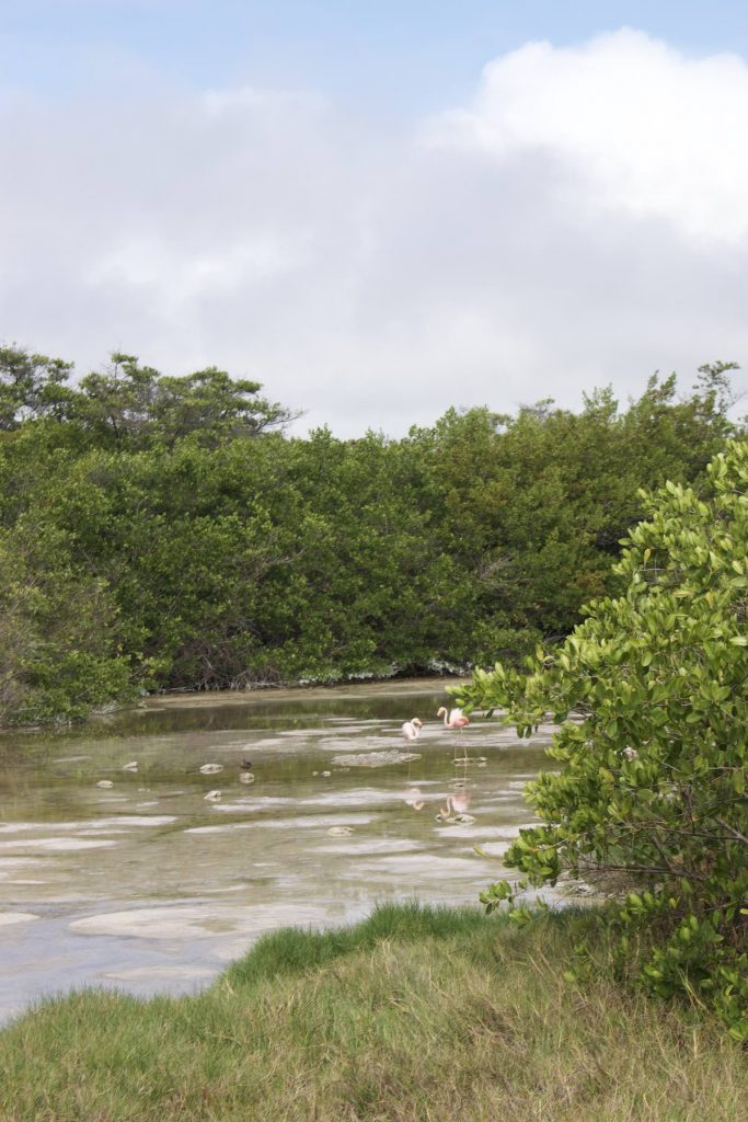 Pink flamingos feeding in a quiet lagoon bordered by green vegetation during our agency’s Galápagos cruise excursion