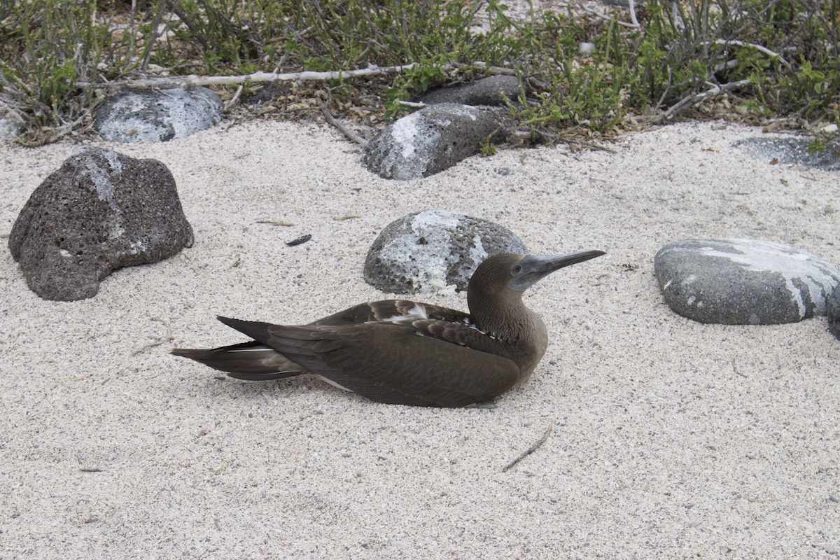 Flightless cormorant relaxing near volcanic rocks during a May Galapagos Islands cruise with Cruises to Galapagos Islands