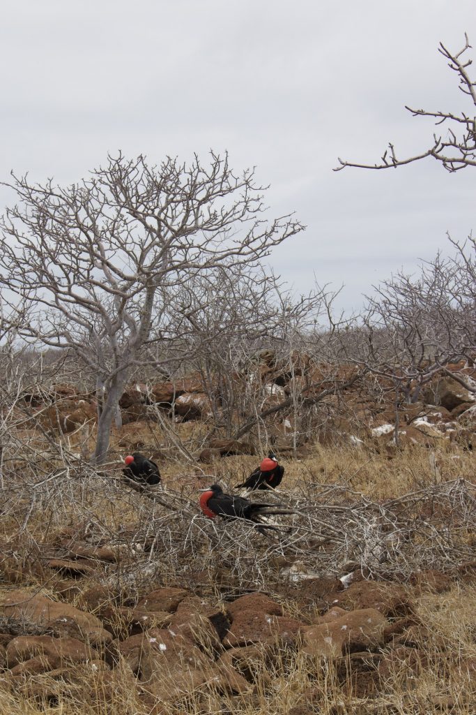 Frigate birds with red throat pouches on North Seymour Island during a June Galapagos cruise with Cruises to Galapagos Islands