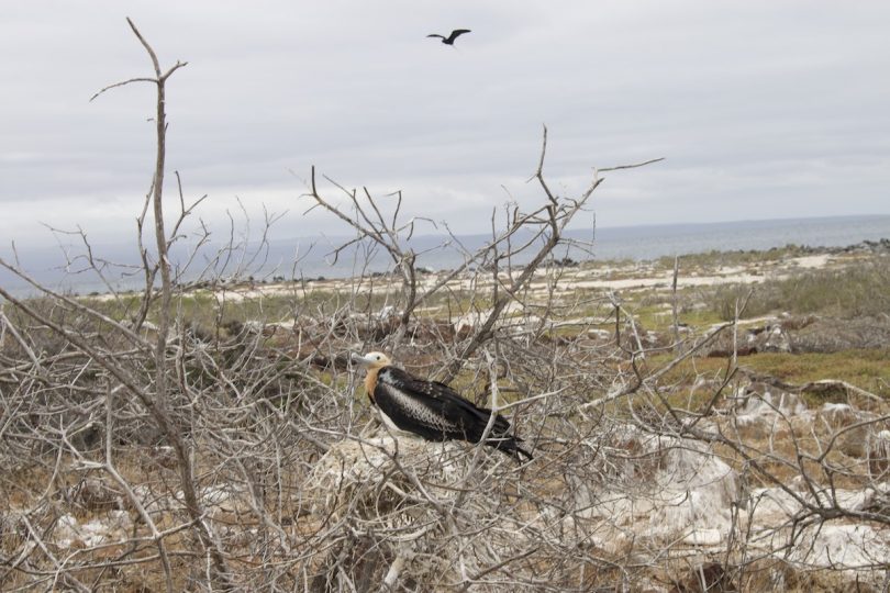 Frigatebird wildlife sighting during a dry season Galapagos cruise organized by Cruises to Galapagos Islands