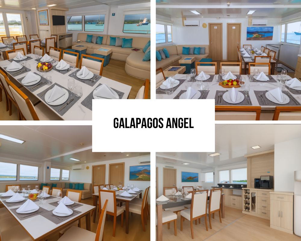 Newest Recognition on Galapagos Angel
