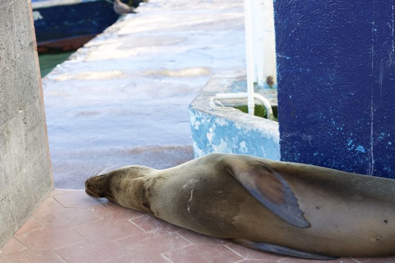 South Plaza Island: The Tiny Island With Outsized Wildlife