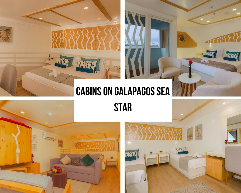 Exceptional Sea Star Suite and Spacious Accommodation Excellence on Galapagos Sea Star