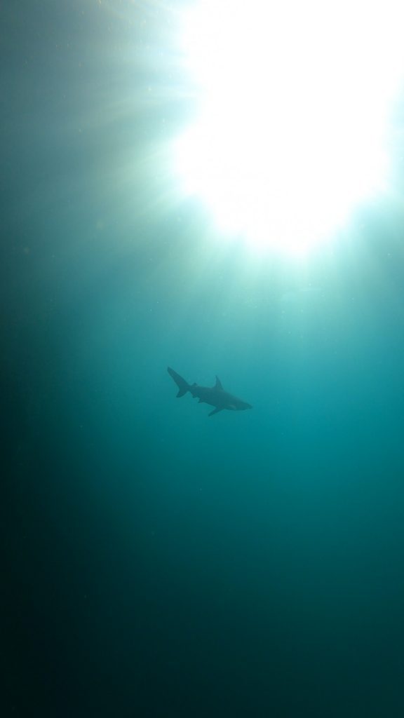 Galapagos Northern Islands Itinerary: Darwin & Wolf