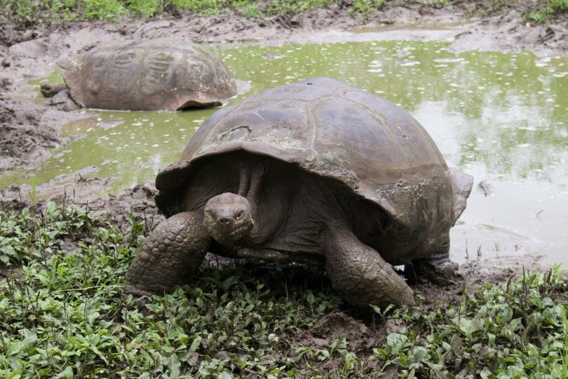 Giant Tortoises on a Galapagos Cruise: Where and When to See Them