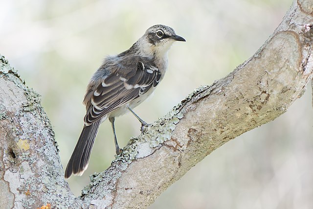 Galapagos Cruise in January: Weather, Wildlife & What to Expect