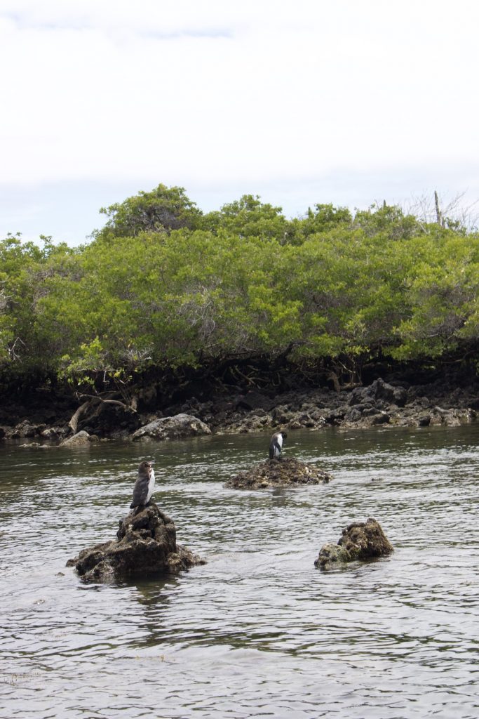 Galapagos Penguins: Where to See Them on a Cruise