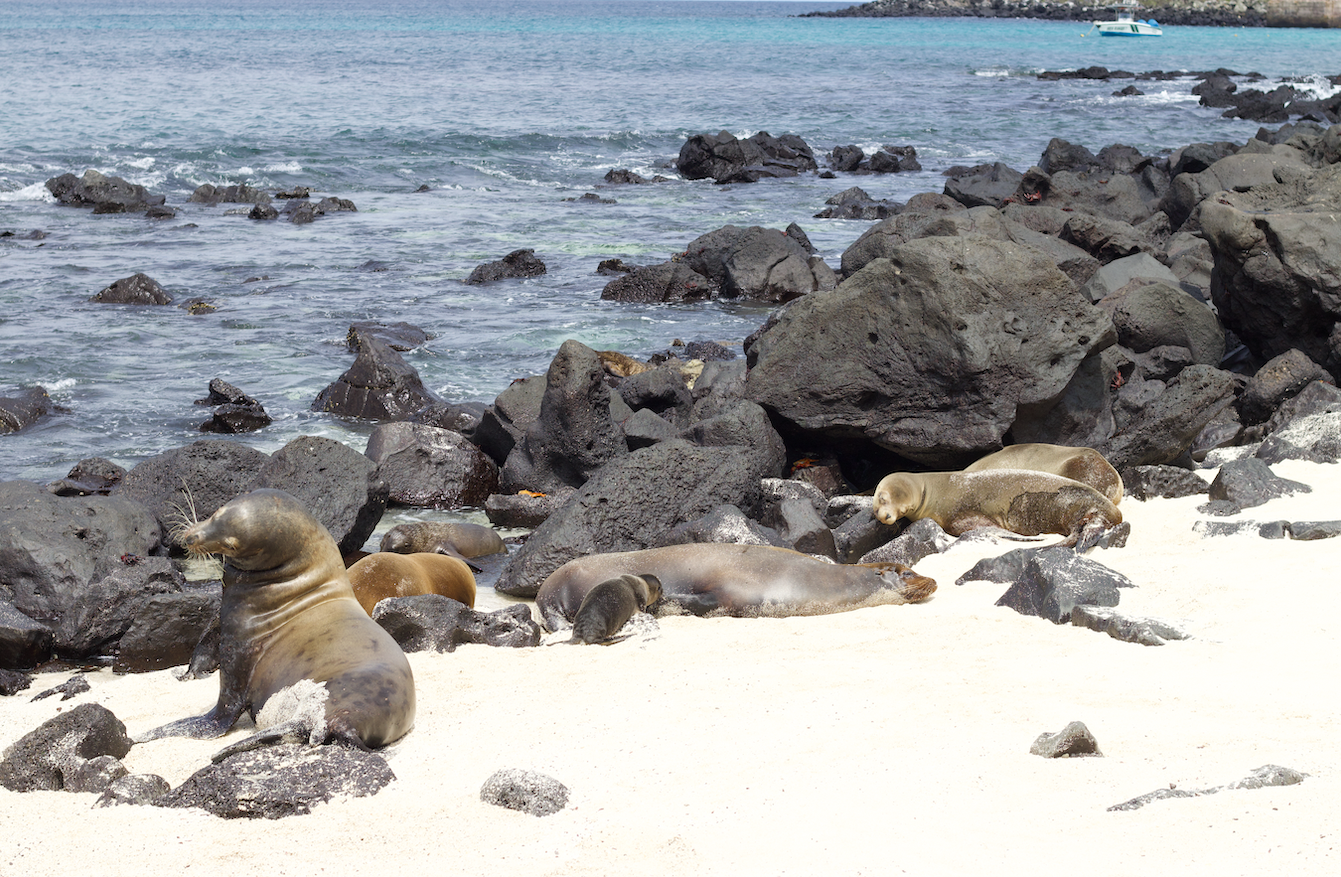 Galápagos sea lions resting on a white sand beach during an April Galapagos cruise with Cruises to Galapagos Islands
