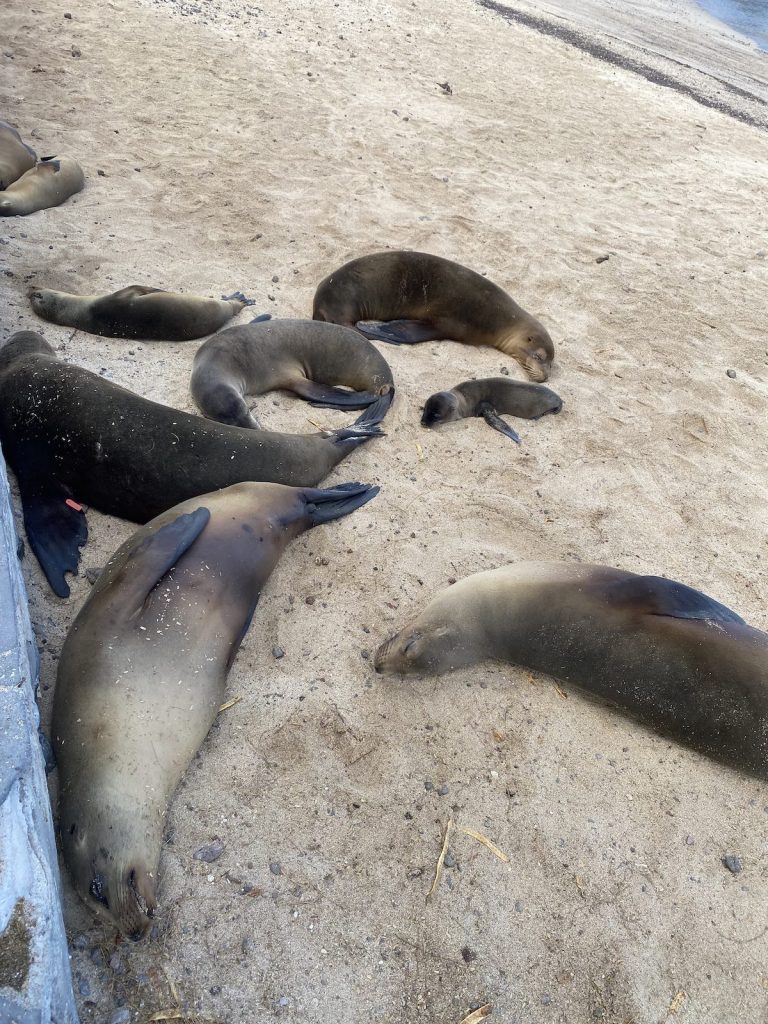 Galapagos Cruise in August: Crowds, Wildlife & Tips