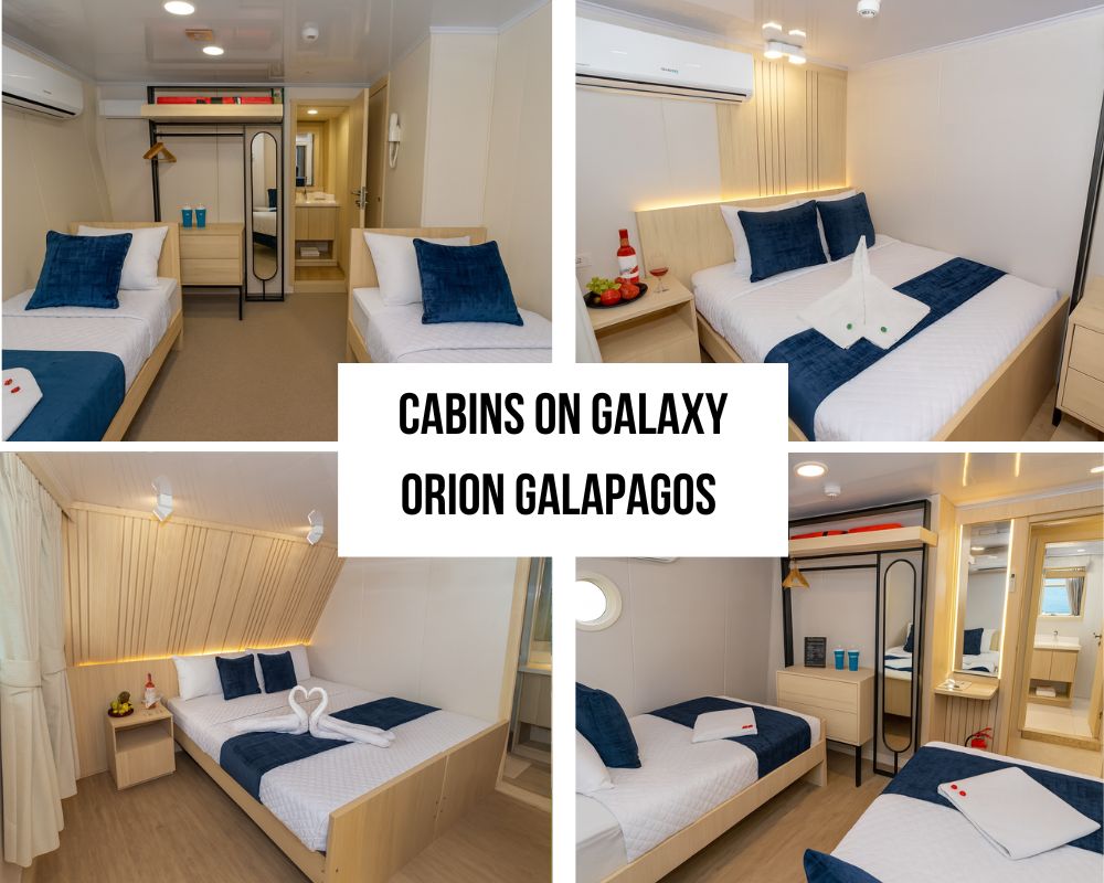 Luxury Accommodations on the Galaxy Orion Galapagos Cruise