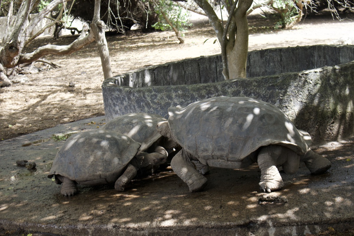 Galapagos giant tortoises gathered under trees during a June eco-tour with Cruises to Galapagos Islands