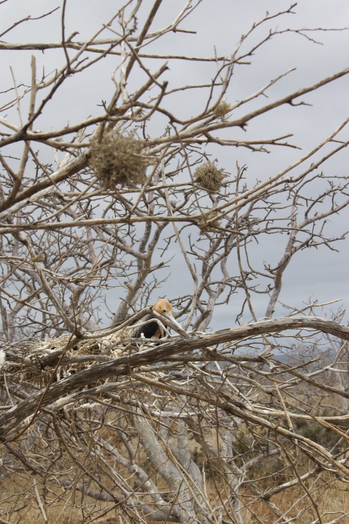 Galapagos Cruise in June: Start of Dry Season