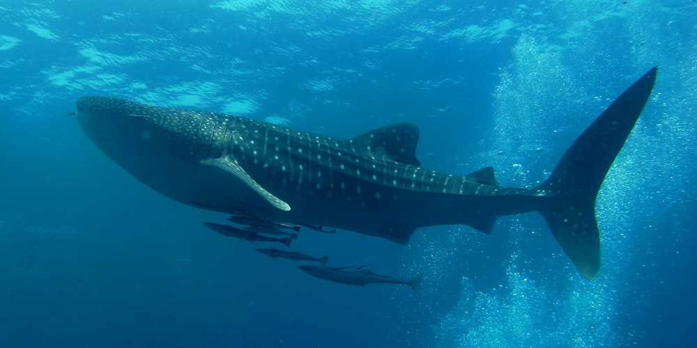 Whale Sharks in the Galapagos: When and Where to Dive With Them
