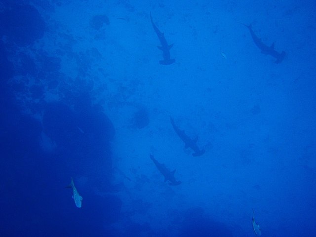 Darwin & Wolf Islands: The Ultimate Dive Cruise Guide