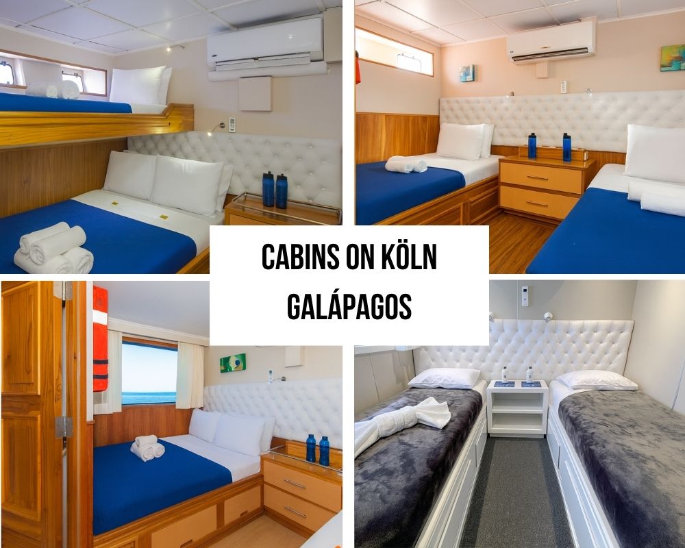 Premium Cabin Comfort and Amenities on the Köln Galapagos Cruise