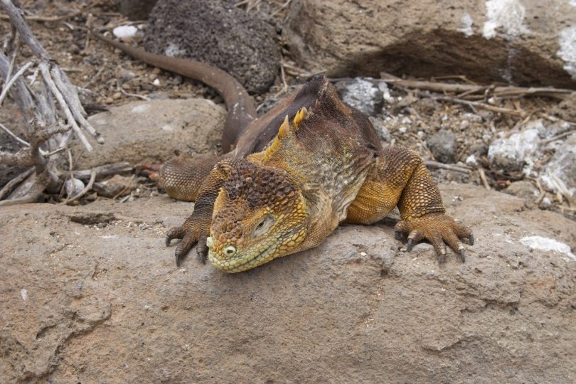 Close-up of a land iguana with yellow-brown scales on Santiago Island during our agency’s Galápagos cruise excursion
