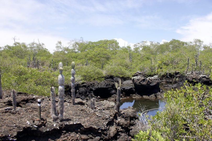Lava cactus growing among black volcanic rocks and green coastal vegetation on Santa Fe Island during a Galápagos cruise with our agency
