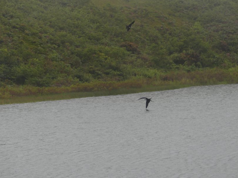 Frigate Birds on a Galapagos Cruise: Genovesa vs North Seymour