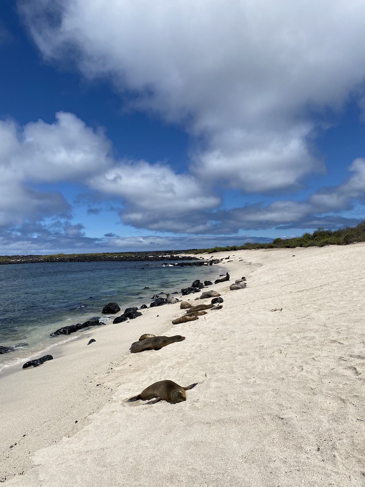 Galapagos Fur Seals vs Sea Lions: What’s the Difference?