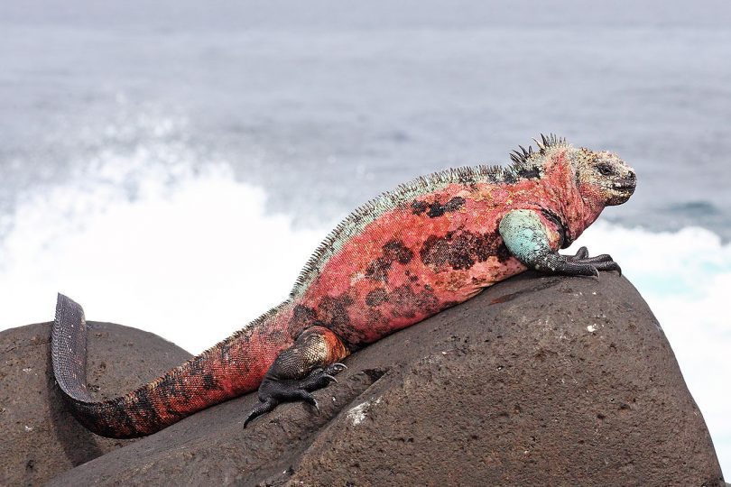 Colorful marine iguana resting on volcanic rocks on Española Island during a Galapagos Islands cruise with Cruises to Galapagos Islands in high and low seasons