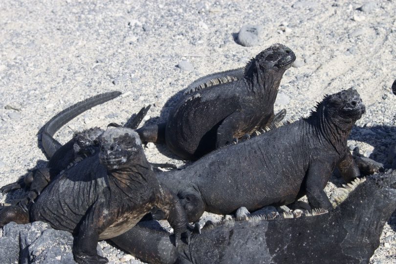 Marine Iguanas: Best Spots on a Galapagos Cruise