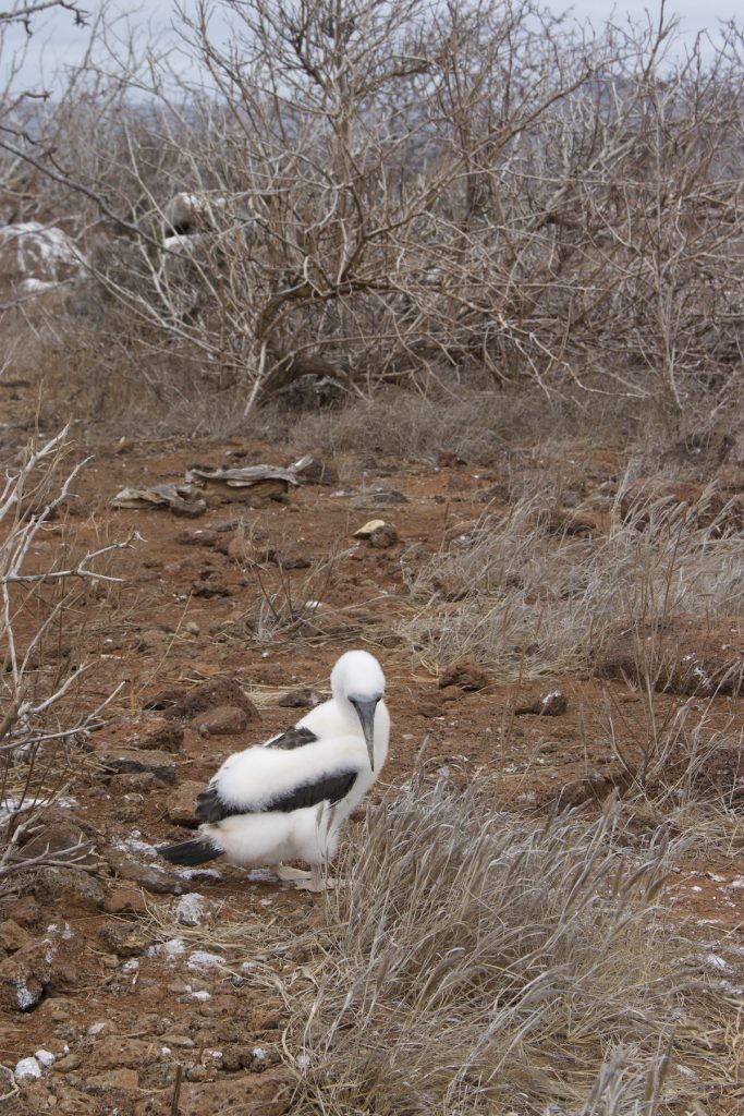 Nazca booby surrounded by dry vegetation in the Galapagos Islands during a September voyage with Cruises to Galapagos Islands