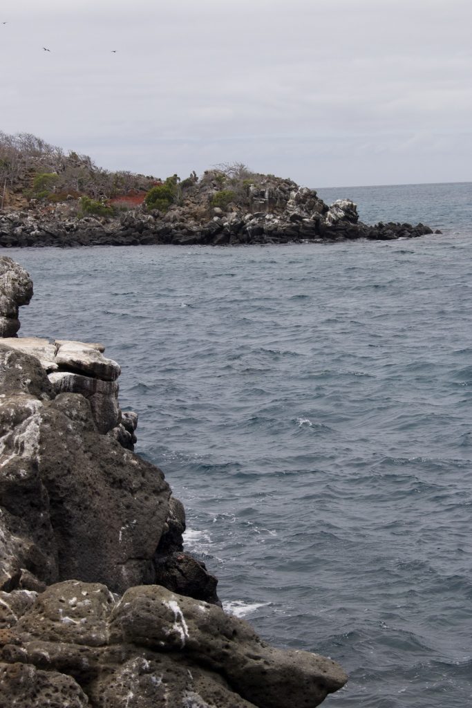 North Seymour Island shore with dark volcanic rocks, calm sea, and frigate birds overhead during a guided Galápagos tour with Cruises to Galapagos Islands