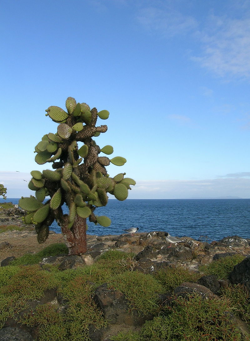 Santa Fe Island landscape with a large prickly pear cactus, volcanic rocks and Pacific Ocean during our agency’s Galápagos cruise excursion