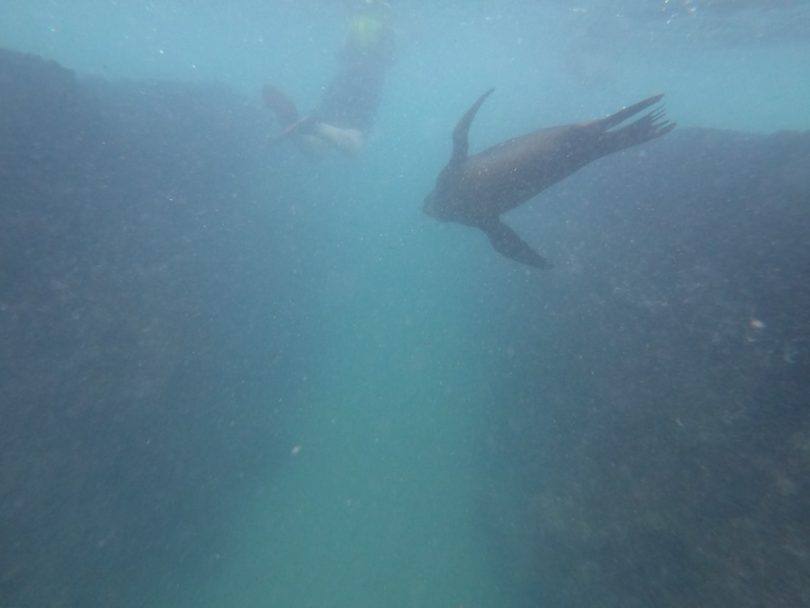 Marine wildlife encounter with a sea lion during a scuba diving excursion on our agency’s Galápagos cruise