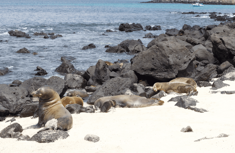 Best Galapagos Cruise for Snorkelers