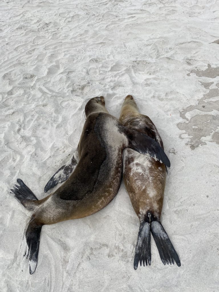 Best Galapagos Cruise for Families with Kids