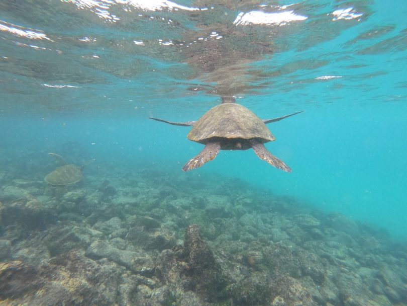 Galapagos Cruise in November: Late Dry Season Guide