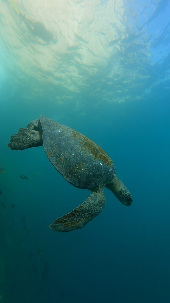 Snorkeling With Sea Turtles in the Galapagos