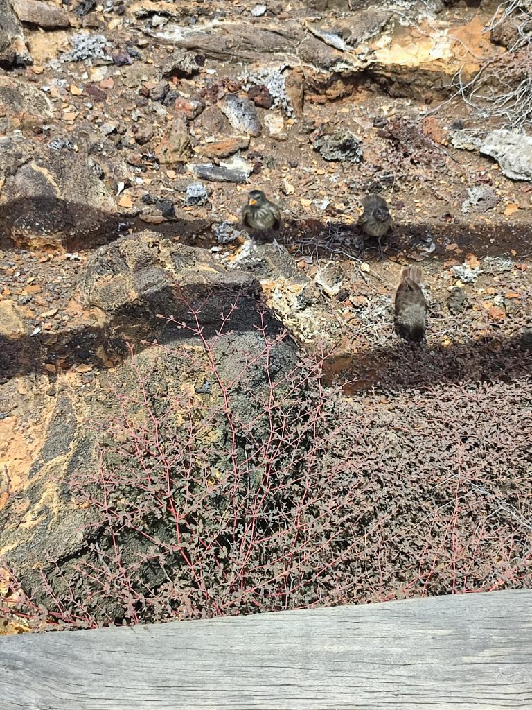 Small group of Darwin’s finches foraging on rocky ground during our agency’s Galápagos wildlife cruise