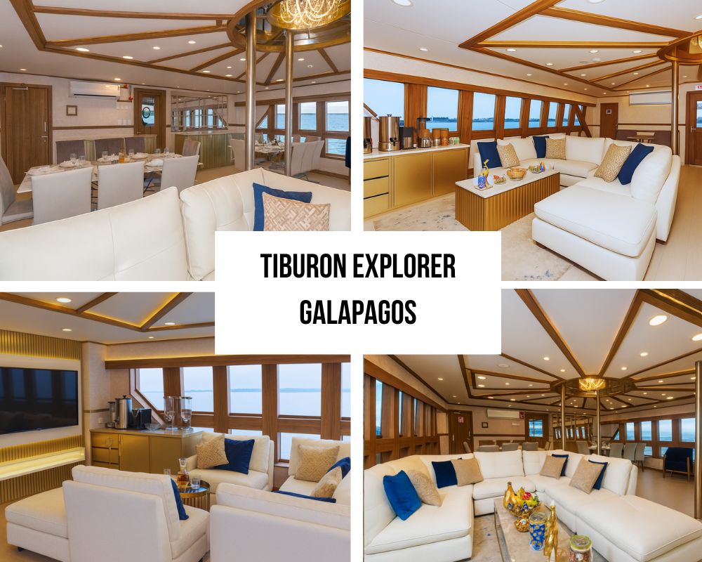 Tiburon Explorer