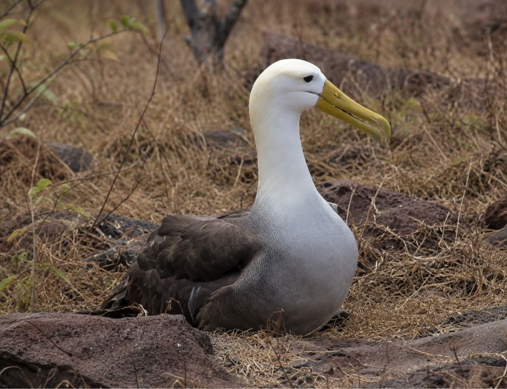 Waved Albatross in Galapagos: When to See Them on a Cruise