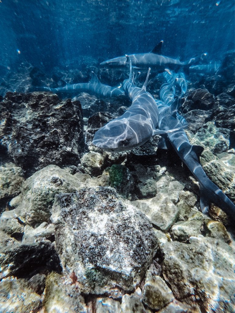 What Fish and Marine Life Will You See Snorkeling in Galapagos?