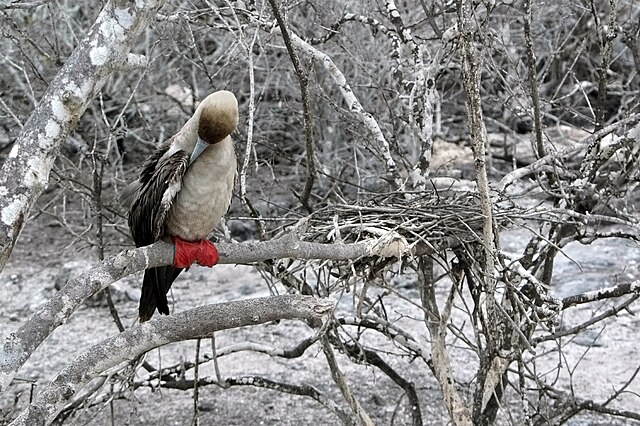 Which Galapagos Cruise Route Has the Best Wildlife?